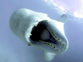 Beluga Whale