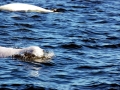 Beluga Whale