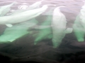 Beluga Whale