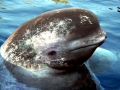Beluga Whale