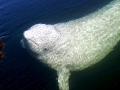 Beluga Whale