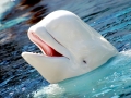 Beluga Whale