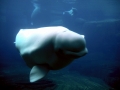 Beluga Whale