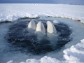 Beluga Whale
