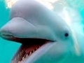 Beluga Whale