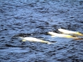 Beluga Whale