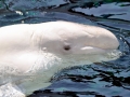 Beluga Whale