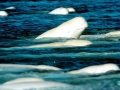 Beluga Whale