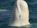 Beluga Whale