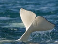 Beluga Whale