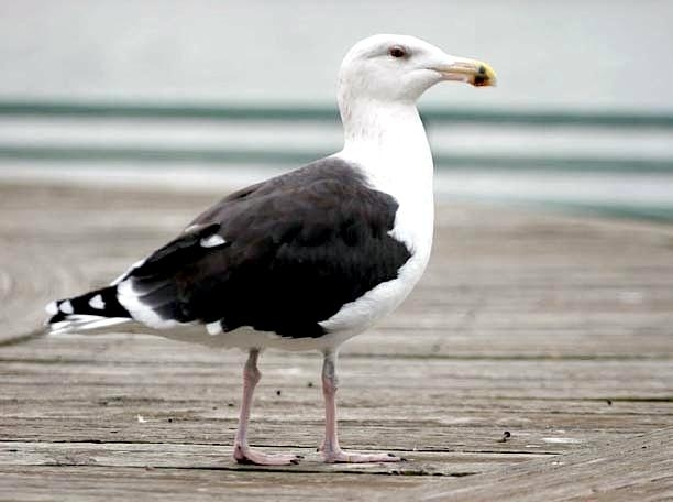 Black-backed Seagull
