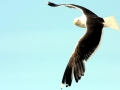 Black-backed Seagull