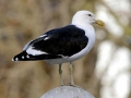 Black-backed Seagull