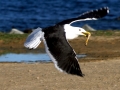Black-backed Seagull