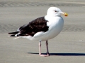 Black-backed Seagull