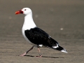 Black-backed Seagull