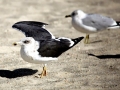 Black-backed Seagull