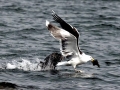 Black-backed Seagull