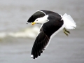 Black-backed Seagull