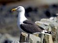 Black-backed Seagull