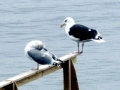 Black-backed Seagull