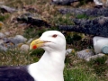 Black-backed Seagull