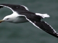 Black-backed Seagull