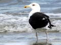 Black-backed Seagull