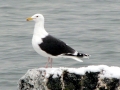 Black-backed Seagull