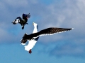 Black-backed Seagull