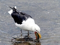 Black-backed Seagull