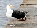 Black-backed Seagull