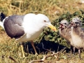 Black-backed Seagull