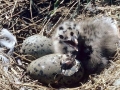 Black-backed Seagull