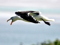 Black-backed Seagull
