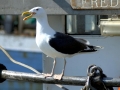 Black-backed Seagull