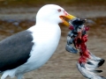 Black-backed Seagull