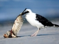 Black-backed Seagull