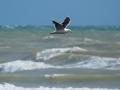 Black-backed Seagull