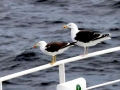 Black-backed Seagull