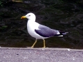 Black-backed Seagull