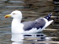 Black-backed Seagull