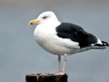 Black-backed Seagull