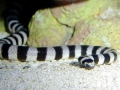Black-banded Sea Krait