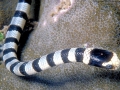 Black-banded Sea Krait