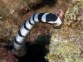 Black-banded Sea Krait