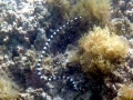 Black-banded Sea Krait