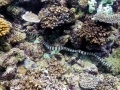 Black-banded Sea Krait