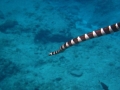 Black-banded Sea Krait
