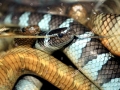 Black-banded Sea Krait